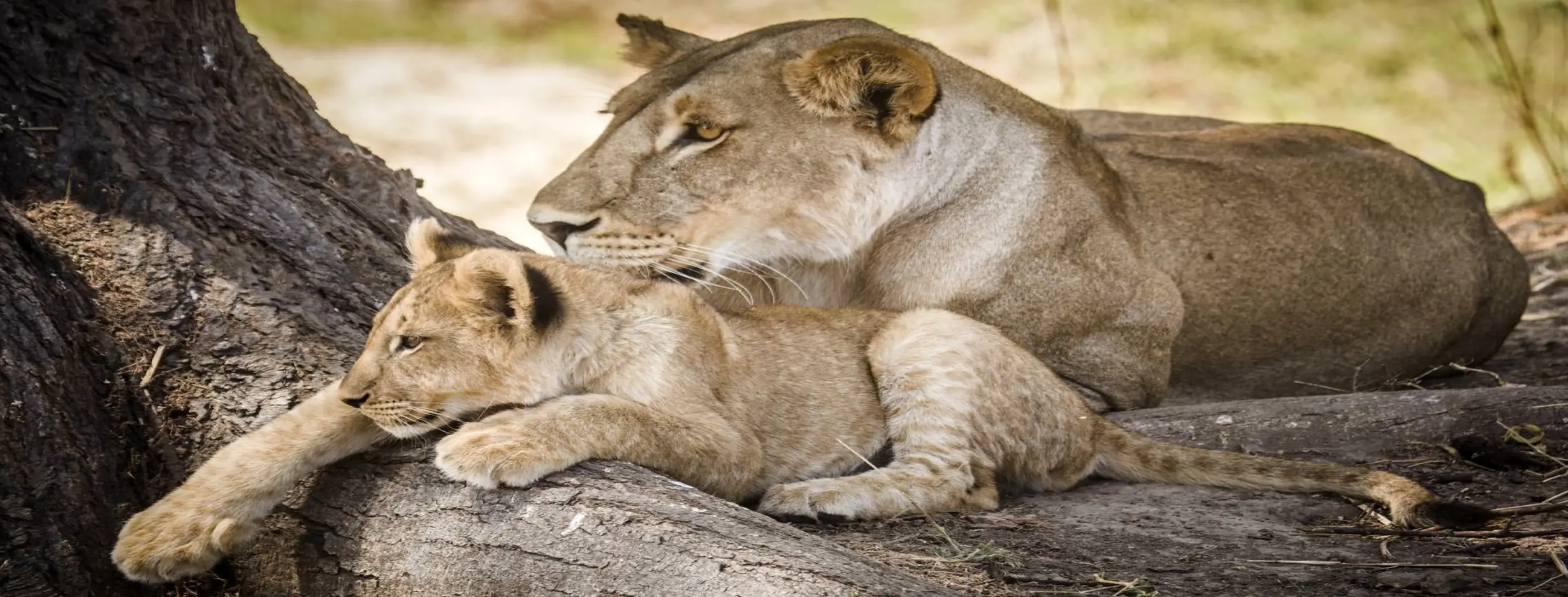 Image for Wildlife Encounter